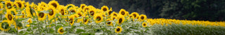 Sunflowers at Biltmore