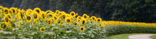 Sunflowers at Biltmore